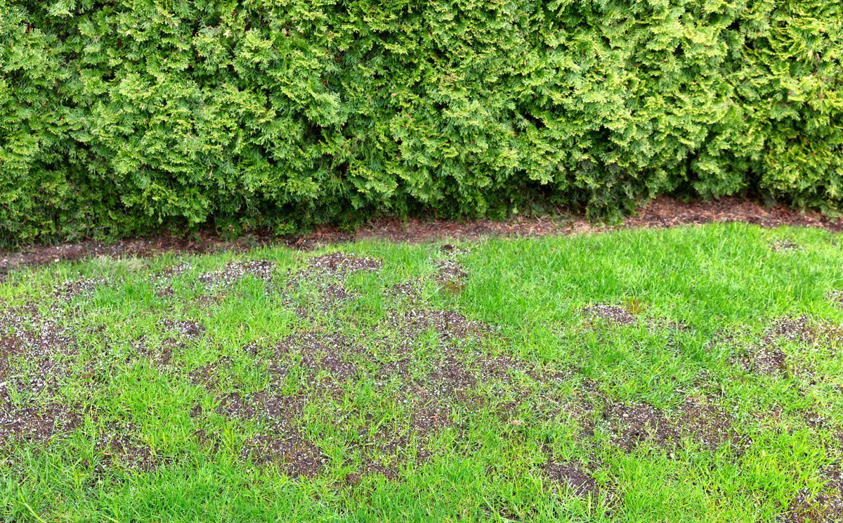 A lawn with yellow and green spots needs Hot Shot Sprinkler Repair & Landscape's help!