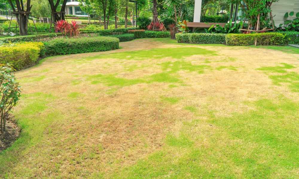 This lawn has yellow and green coverage issues - Hot Shot Sprinkler Repair & Landscape can help!
