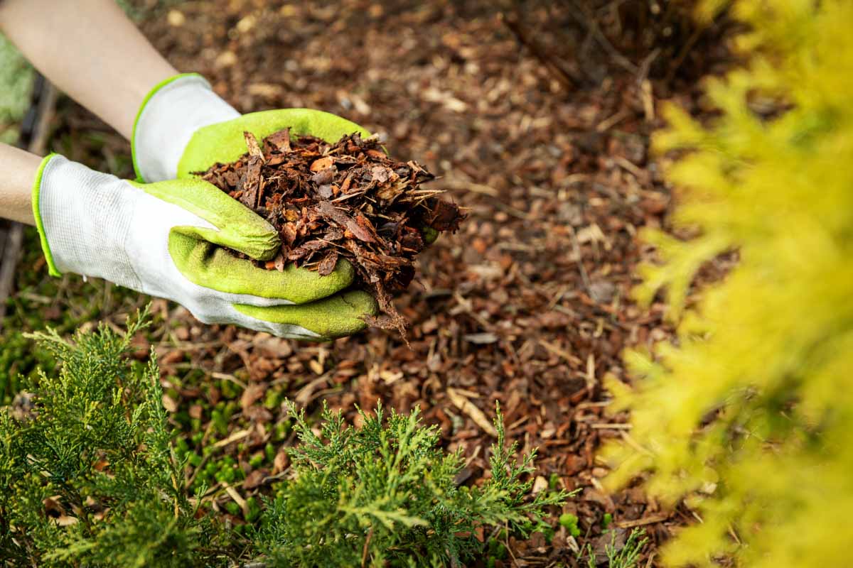 To Mulch or Not to Mulch in Utah