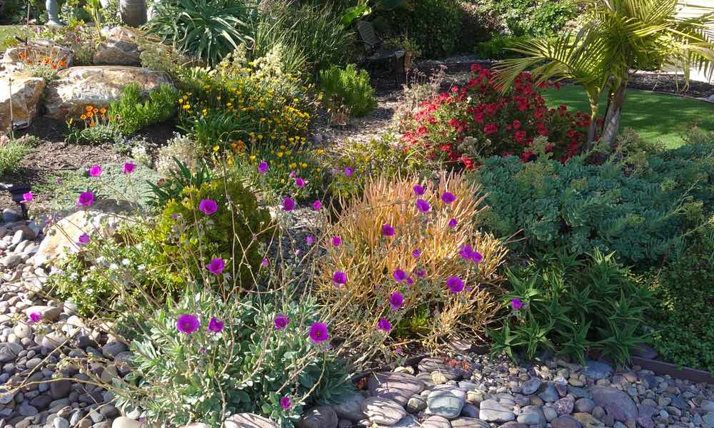 Native Utah Wildflowers installed in a residential homes yard.
