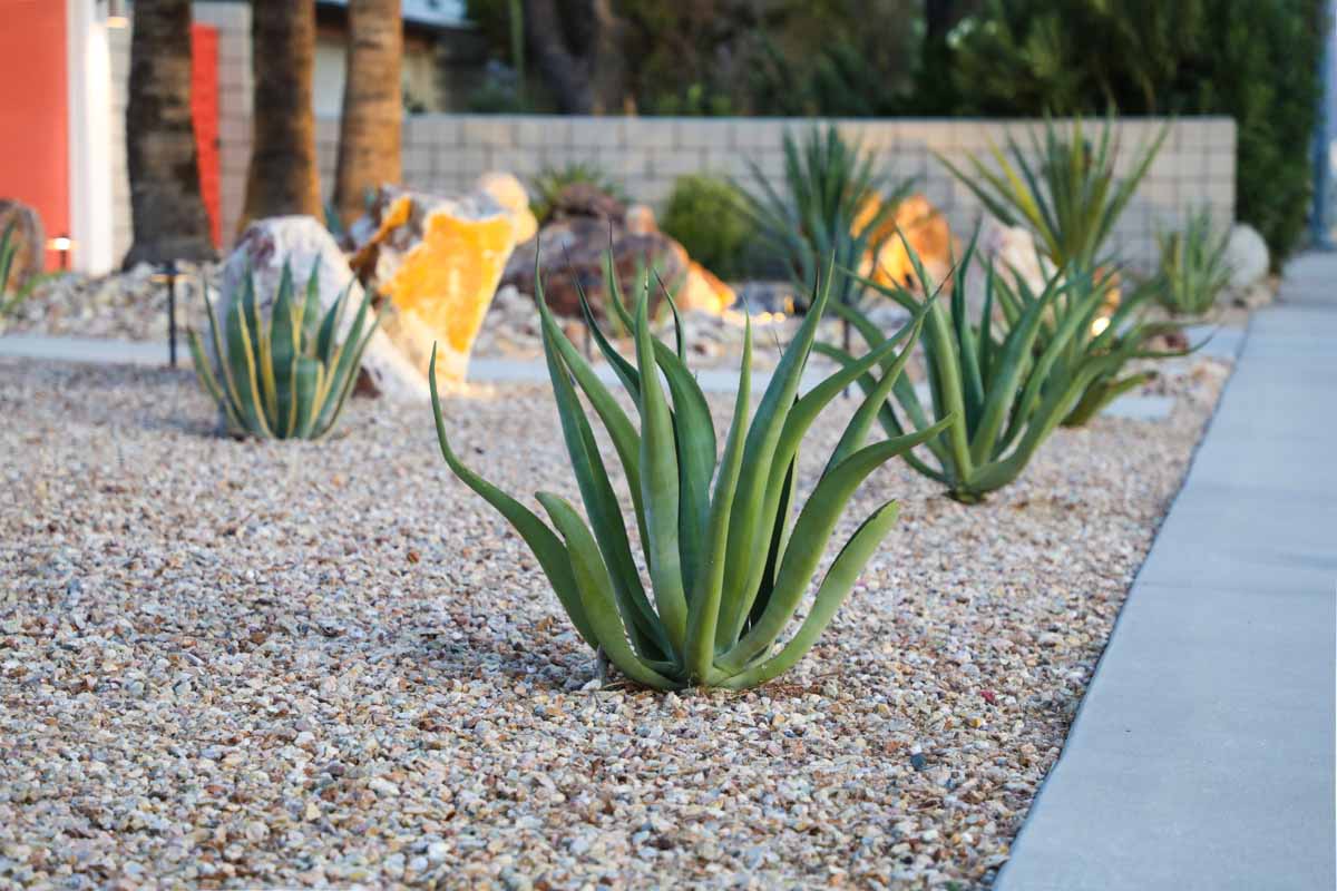 Desert lawn that requires none to little water to look beautiful, contact Hot Shot Sprinkler Repair & Landscape for landscaping in Utah.
